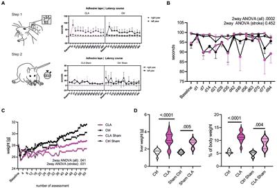 A dietary intervention with conjugated linoleic acid enhances microstructural white matter reorganization in experimental stroke